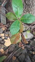 Terminalia