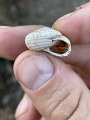 Webbhelix multilineata