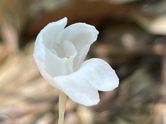 Didymoplexis pallens