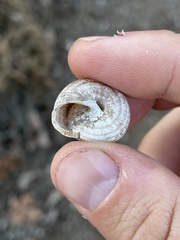 Webbhelix multilineata