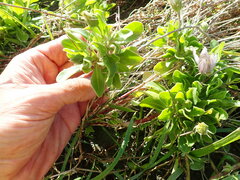 Dimorphotheca fruticosa