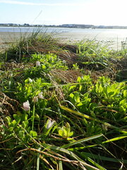 Dimorphotheca fruticosa