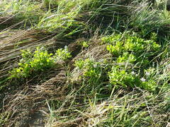 Dimorphotheca fruticosa