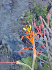 Psittacanthus sonorae