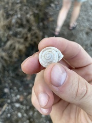 Webbhelix multilineata