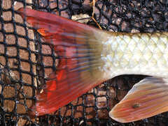 Moxostoma macrolepidotum