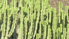 Euphorbia ingens