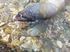 Gymnothorax castaneus