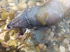 Gymnothorax castaneus