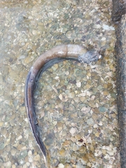 Gymnothorax castaneus