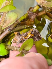 Chrysodeixis eriosoma