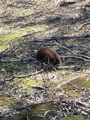 Tachyglossus aculeatus setosus