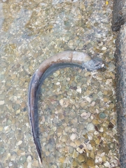 Gymnothorax castaneus