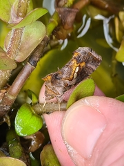 Chrysodeixis eriosoma