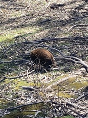 Tachyglossus aculeatus setosus