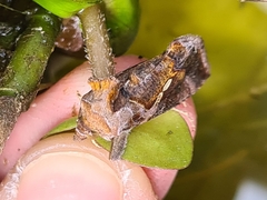 Chrysodeixis eriosoma