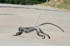 Trachypithecus germaini