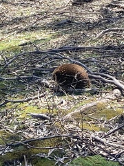 Tachyglossus aculeatus setosus