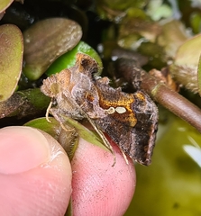 Chrysodeixis eriosoma