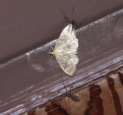 Crocidophora serratissimalis