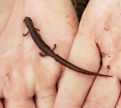 Hemidactylium scutatum