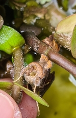 Chrysodeixis eriosoma