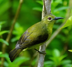 Anthreptes malacensis