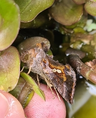 Chrysodeixis eriosoma