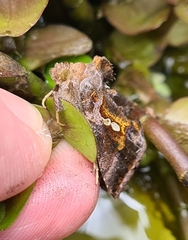 Chrysodeixis eriosoma