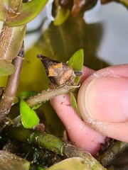 Chrysodeixis eriosoma