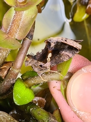 Chrysodeixis eriosoma