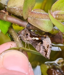 Chrysodeixis eriosoma