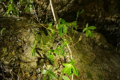 Pseudopanax macintyrei