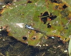 Ischnura pruinescens