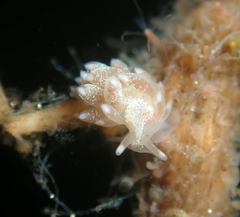 Trinchesia albocrusta