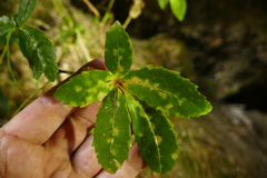 Pseudopanax macintyrei
