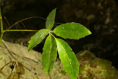 Pseudopanax macintyrei