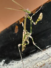 Empusa binotata