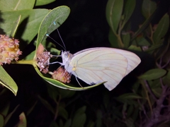 Ascia monuste monuste