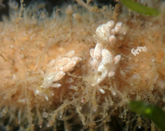 Trinchesia albocrusta