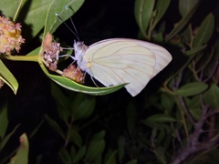 Ascia monuste monuste