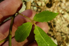 Pseudopanax macintyrei