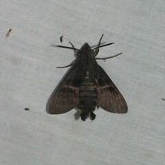 Macroglossum hirundo