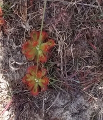Drosera esterhuyseniae