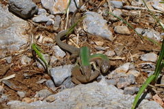 Podarcis melisellensis