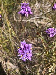 Sowerbaea juncea