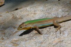 Podarcis melisellensis