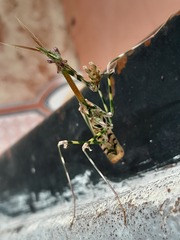 Empusa binotata