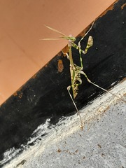 Empusa binotata