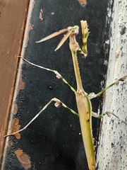 Empusa binotata